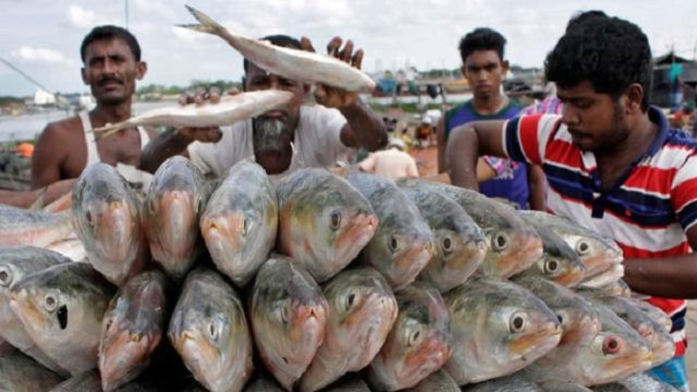 আজ মধ্যরাত থেকে ইলিশ ধরা নিষেধ