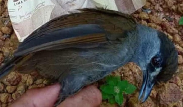 ১৭০ বছর আগের 'বিলুপ্ত' পাখি