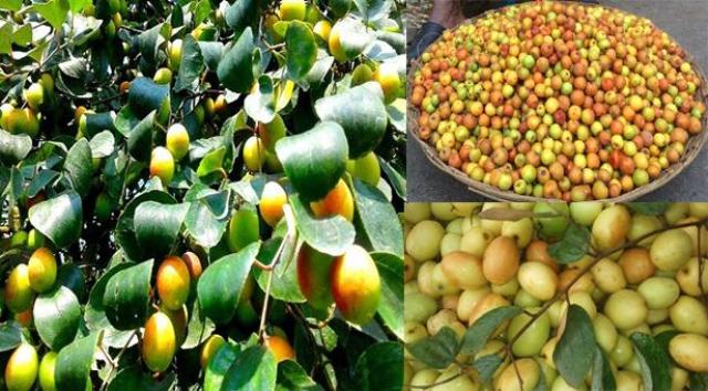 চির তরুণ থাকতে চাইলে বরই খান