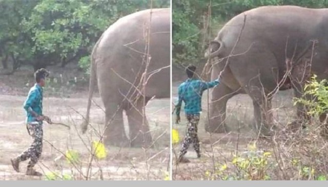 হাতিকে উত্ত্যক্ত করায় গ্রেফতার যুবক