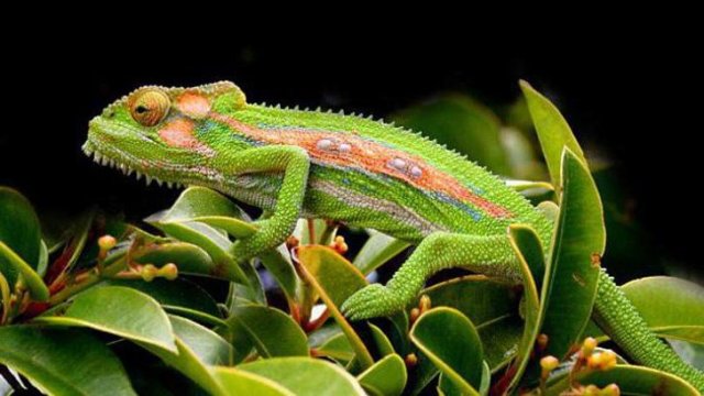 গিরগিটি ১০০ বছর বাঁচে!