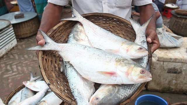 আজ থেকে ৩০ এপ্রিল পর্যন্ত ইলিশ ধরা বন্ধ