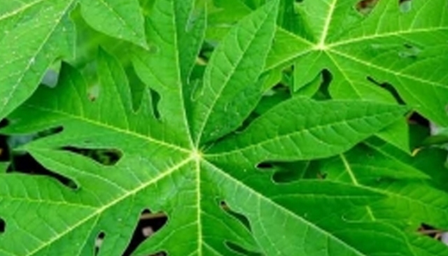 পেঁপে পাতার ঔষধি গুণ