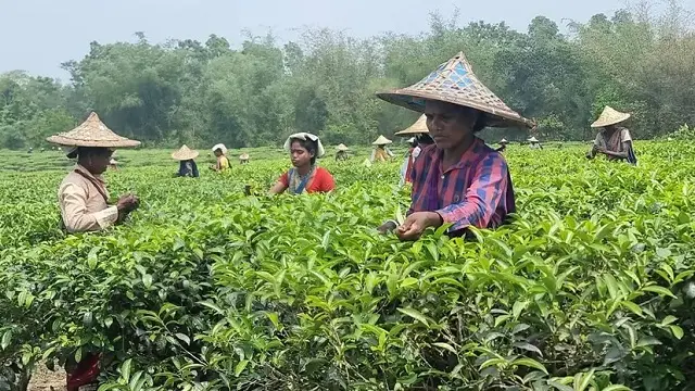 চা শ্রমিকের জীবনটাও যেন ২৬ ইঞ্চির চা গাছের মতোই