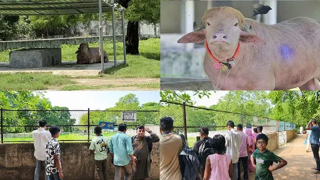 ছবি ‍: সংগৃহীত