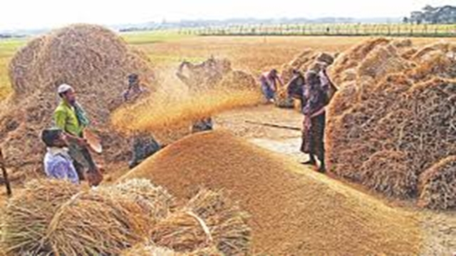 Govt to procure Boro rice at Tk 38 per kg