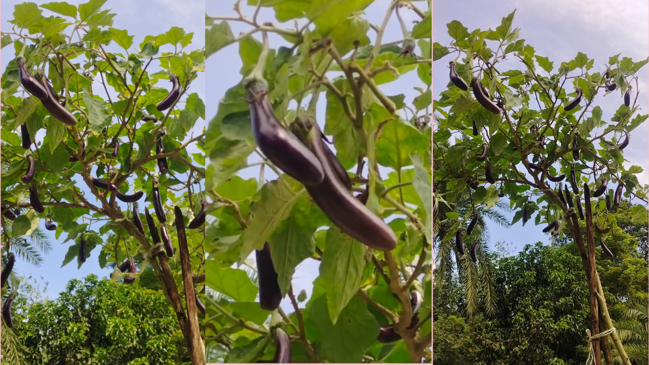সাতক্ষীরার তালায় আশ্চর্য লম্বা বেগুন গাছ