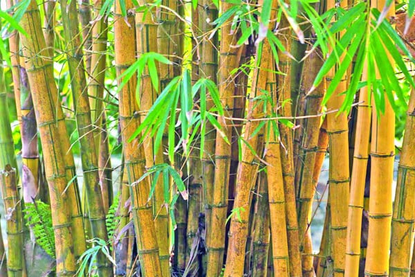 বিশ্ব বাঁশ দিবস আজ