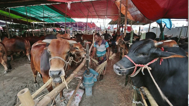 রাজধানীতে জমে উঠেছে কোরবানির পশুর হাট
