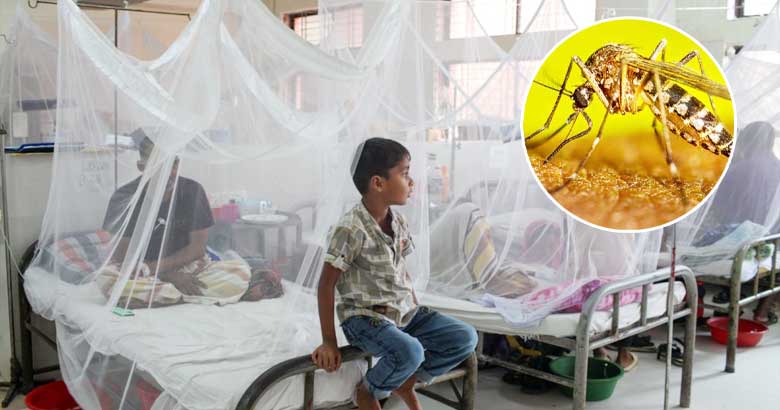 ডেঙ্গুতে আরো ৬ জনের মৃত্যু