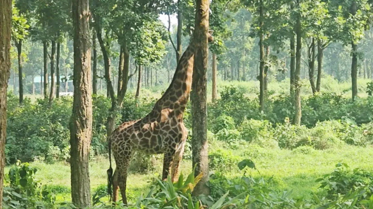 গাজীপুর সাফারি পার্কে শেষ জিরাফের মৃত্যু, জিরাফশূন্য হলো পার্ক