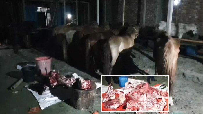 জীপুরে জবাইকৃত ৫ মণ ঘোড়ার মাংস জব্দ, উদ্ধার ৩৭টি অসুস্থ ঘোড়া