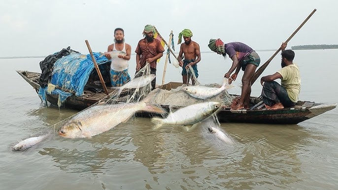 নিষেধাজ্ঞা শেষে, ইলিশ শিকারে মেতেছে জেলেরা