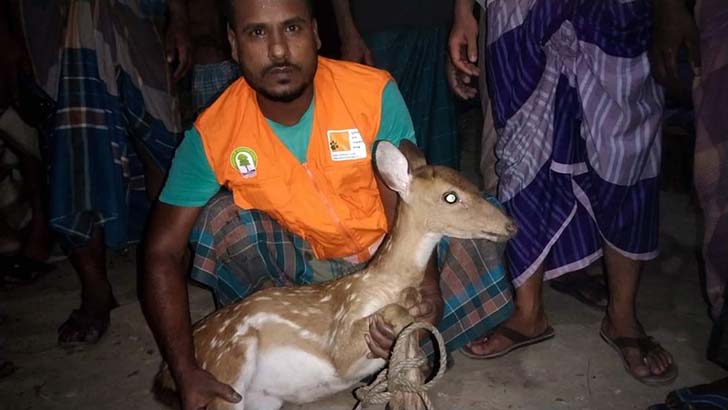 লোকালয়ে সুন্দরবণের হরিণ, ধরা পড়ল গ্রামবাসীর হাতে