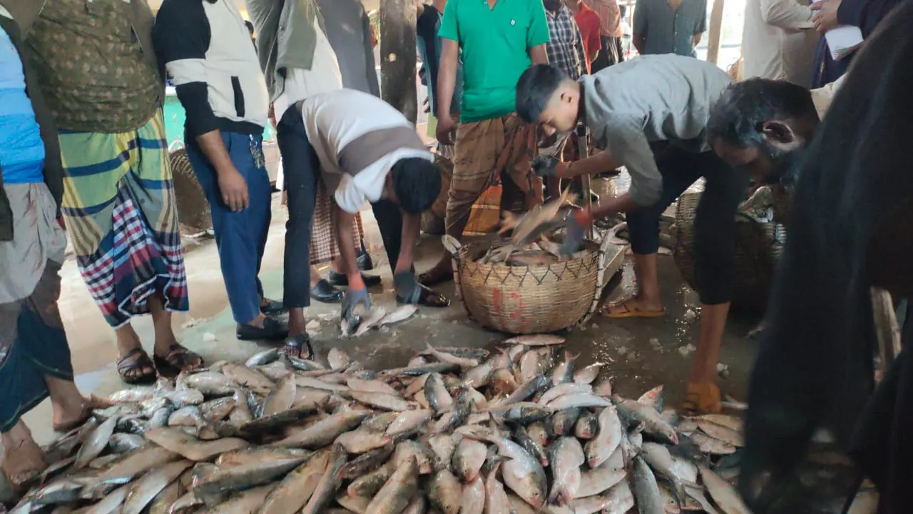 বঙ্গোপসাগরে এক টানে ২০০ মণ ইলিশ, পাথরঘাটায় উৎসবের আমেজ