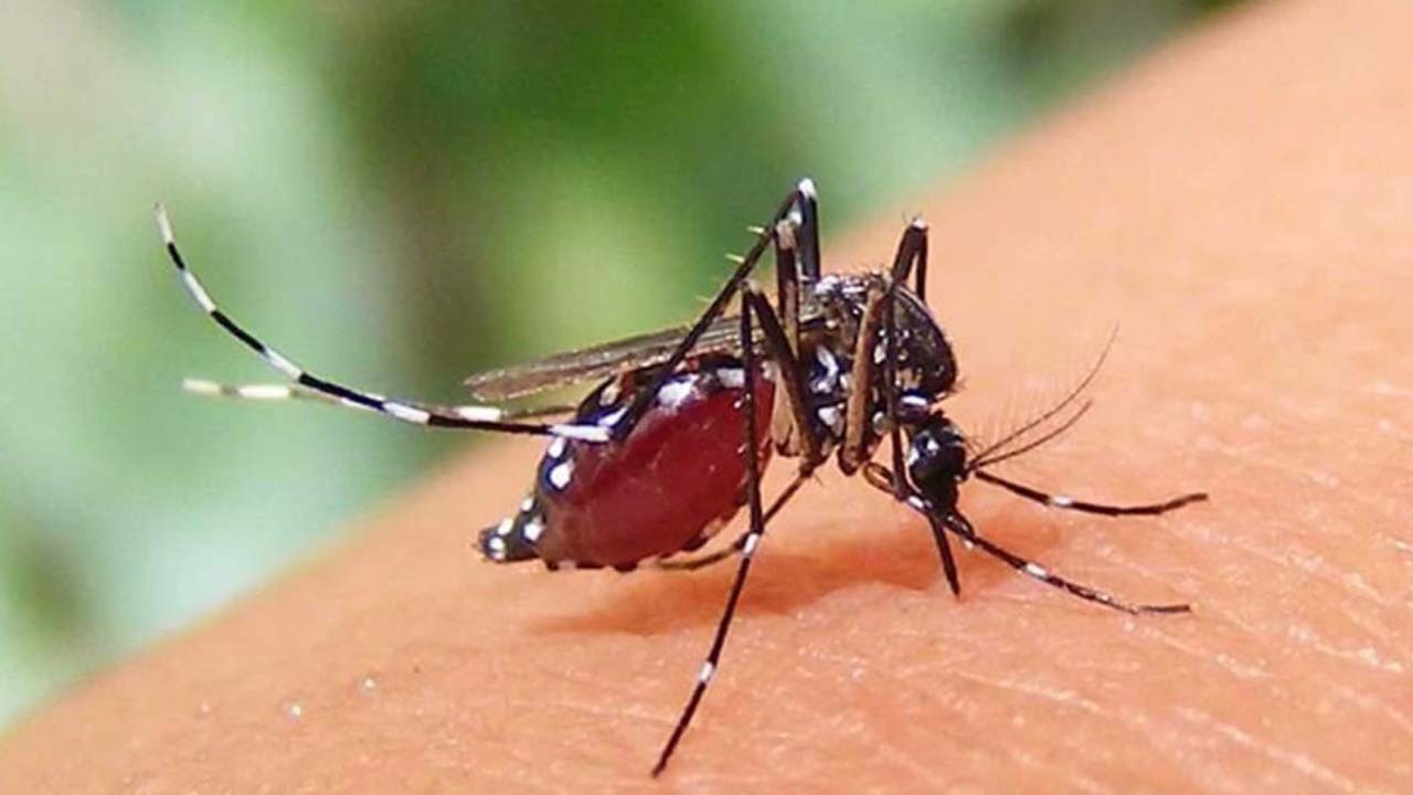 ডেঙ্গুতে আরও তিনজনের মৃত্যু, হাসপাতালে ভর্তি ৯১২ জন