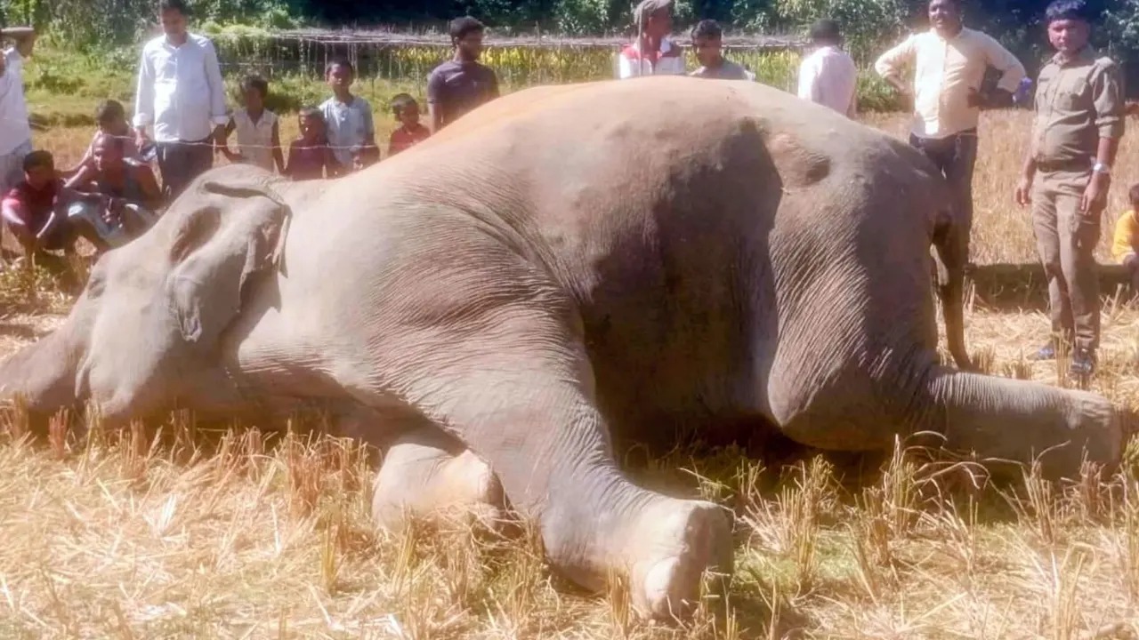 কক্সবাজারের উখিয়ায় বন্যহাতির মৃত্যু