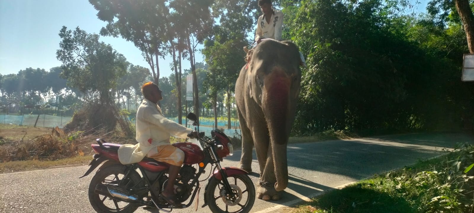 মহেশপুরে হাতি দিয়ে চাঁদাবাজি