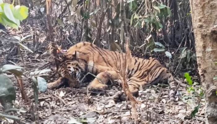 সুন্দরবনে শিকারিদের ফাঁদে আহত বাঘের অবস্থা আশঙ্কাজনক