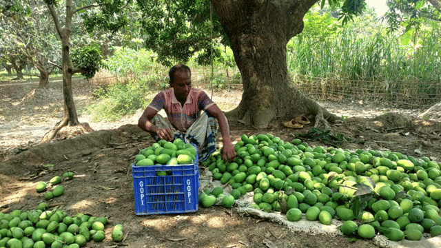 ১৫ মে থেকে রাজশাহীতে আম পাড়া শুরু