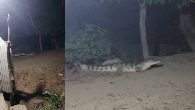 পদ্মার কুমির রাতের আধারে লোকালয়ে, জনমনে আতঙ্ক