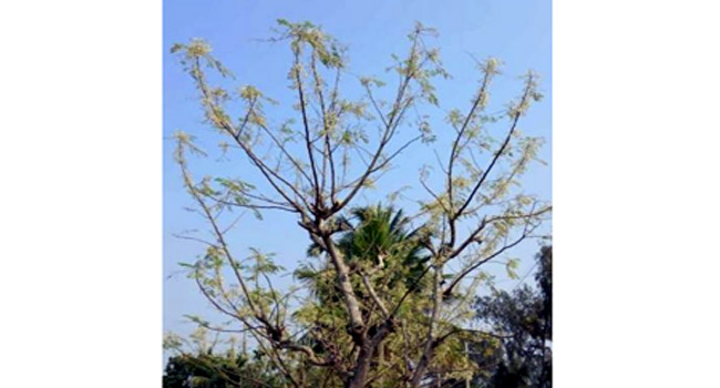 পাইকগাছায় সাদা ফুলে ভরে গেছে সজনে গাছ