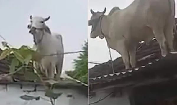 বাড়ির ছাদ ভেদ করে পড়ল মাটির লাম্পট, ভাইরাল ভিডিও