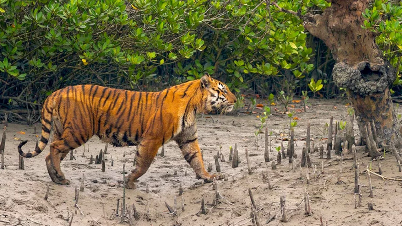 আজ সুন্দরবন দিবস