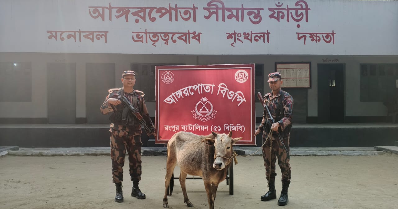 পাটগ্রামে বিজিবির অভিযানে ভারতীয় গরু আটক