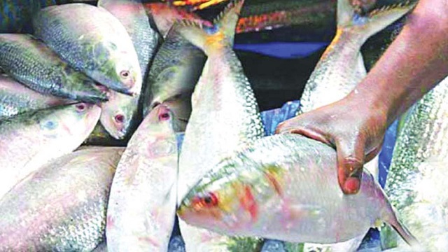 দুর্গাপূজায় ভারতে যাবে বাংলাদেশের ১২০০ টন ইলিশ