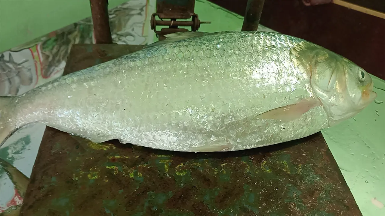 জেলের জালে ধরা পড়ল সাড়ে ২ কেজির ইলিশ, বিক্রি হলো ৮ হাজার ৭৫০ টাকায়