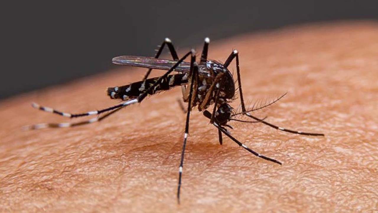 ডেঙ্গুতে প্রাণহানি ৪০০ ছাড়িছে