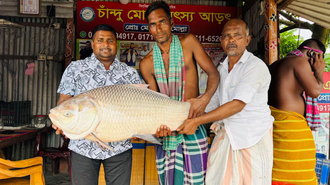 পদ্মার ভাটিতে ধরা পড়লো সোনার মতো কাতল মাছ, ক্রেতা হয়ে গেলেন চান্দু মোল্লা
