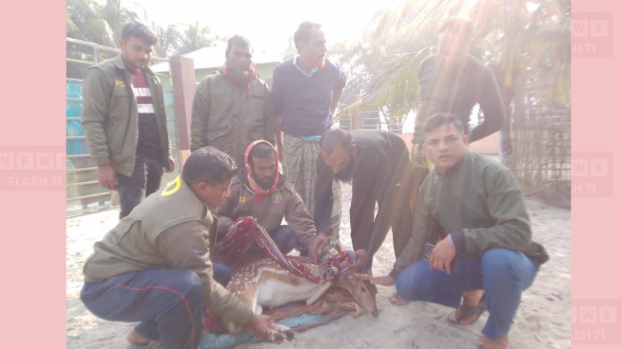 বাঘের তাড়া খেয়ে লোকালয়ে চলে আসা হরিণকে সুন্দরবনে অবমুক্ত করল বনবিভাগ