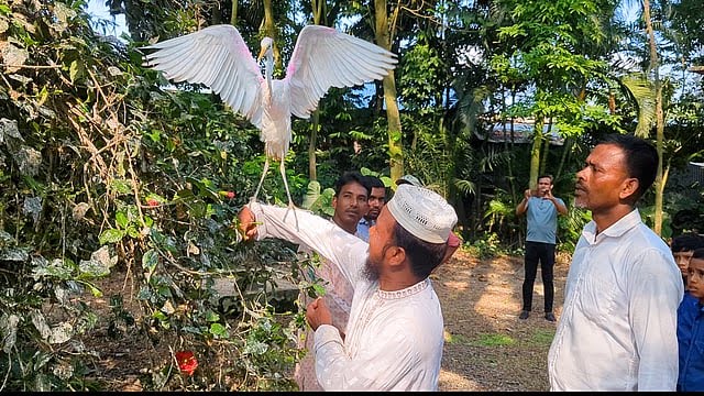 অবমুক্তের পর কিছু খাচ্ছে না সেই বক পাখি
