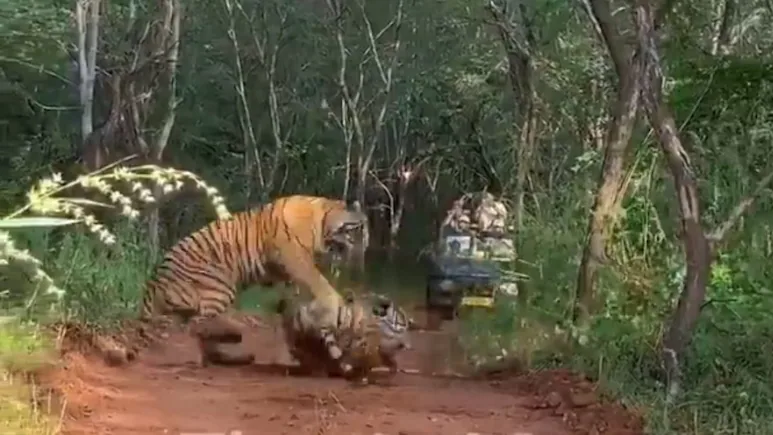 বাঘেরও পরিবারে ঝামেলা! এলাকা নিয়ে মা-মেয়ের থাবা-থাবি লড়াই