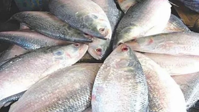 দূর্গাপূজায় ভারতে যাবে ১,২০০ টন ইলিশ, আবেদন আহ্বান
