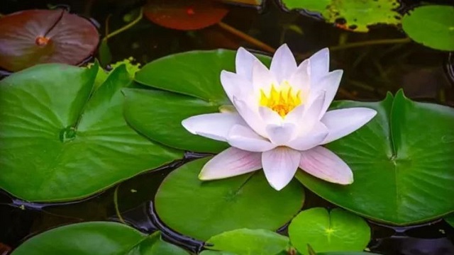 শাপলা বিতর্ক: এনসিপি না মানলে ইসি’র পছন্দে প্রতীক