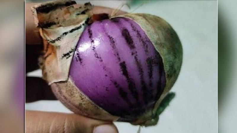 পেঁয়াজে কালো ছত্রাক ‘অ্যাসপারজিলাস নাইগার’ ছড়াচ্ছে উদ্বেগ