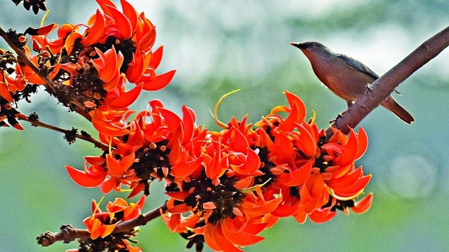 ফুল ফুটুক না ফুটুক, আজ বসন্ত