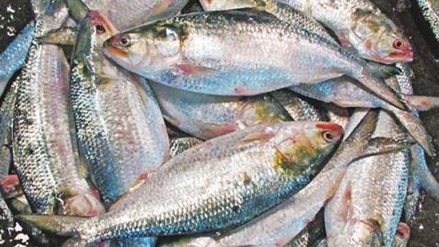 ভারতে ৩ হাজার টন ইলিশ রপ্তানির অনুমতি দিল সরকার