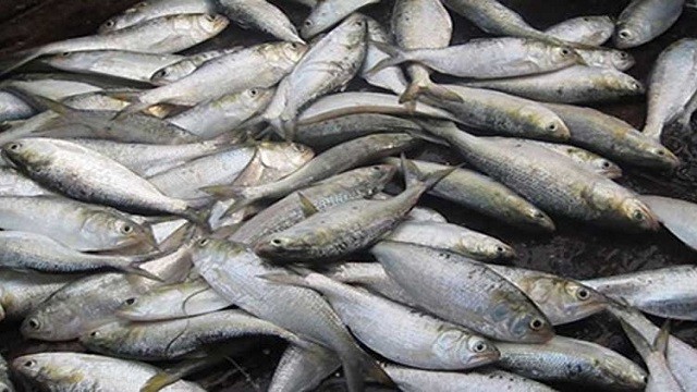 ১১-১৭ মার্চ জাটকা সংরক্ষণ সপ্তাহ