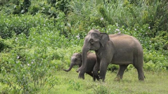 মসজিদ থেকে বেরিয়ে হাতির আক্রমণে বৃদ্ধের মৃত্যু