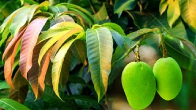 ডায়াবেটিস নিয়ন্ত্রণ করবে আম পাতা