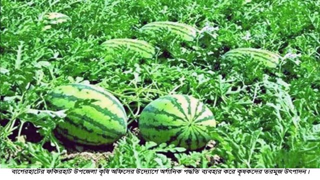 ফকিরহাটে বার্ষিক ২৩হাজার ৪৪৮মে.টন ফল উৎপাদন!