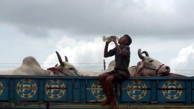 বাংলাবাজার-শিমুলিয়া ঘাটে পশুবাহী ট্রাক ও পণ্যবাহী ট্রাকের দীর্ঘ সারি