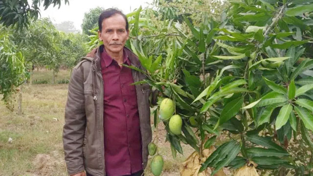 সিরাজুলের বাগানে অসময়ের আম ধরা দিয়েছে সাফল্য হয়ে