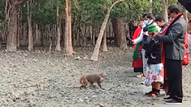 সুন্দরবনে বাঘ দেখা যায় কটকায়!