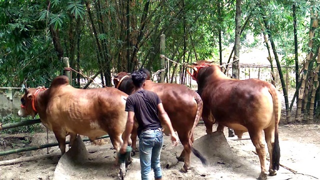 মাদারীপুরে কুরবানির হাট মাতাবে লালা বাবু 