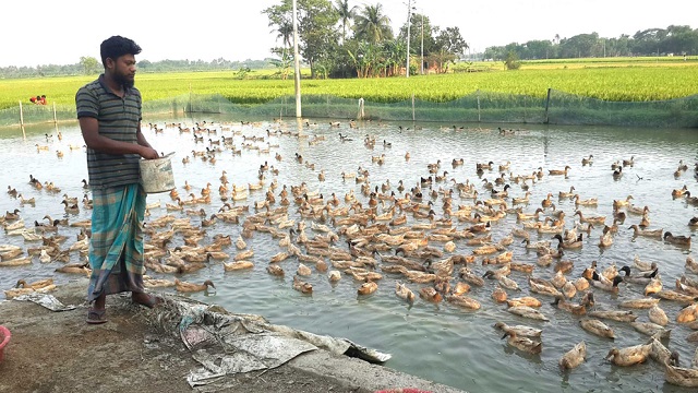 পাবনায় হাঁস পালনে স্বাবলম্বী দুই বন্ধু